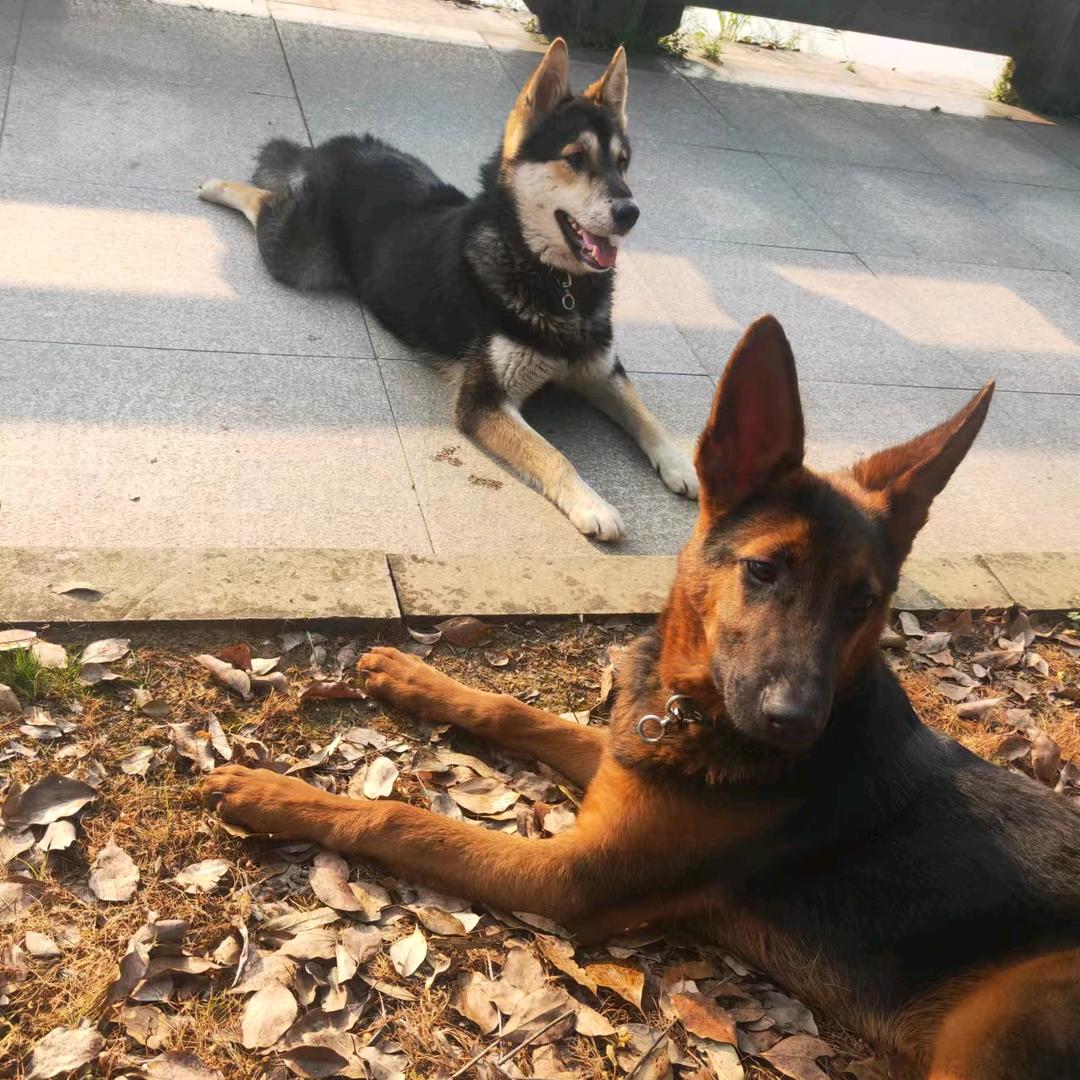 鹰潭市余江区信达犬业