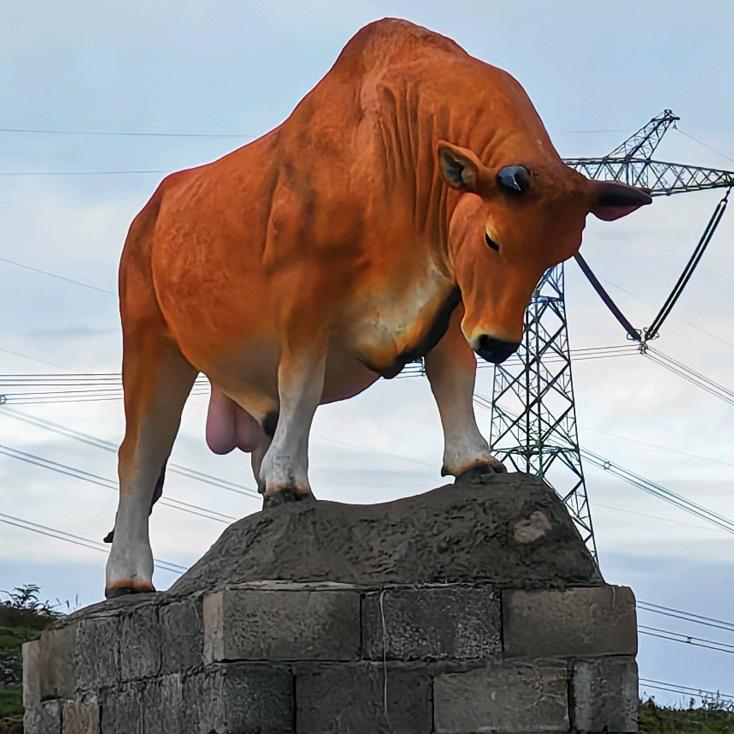 昭通特产黄牛肉