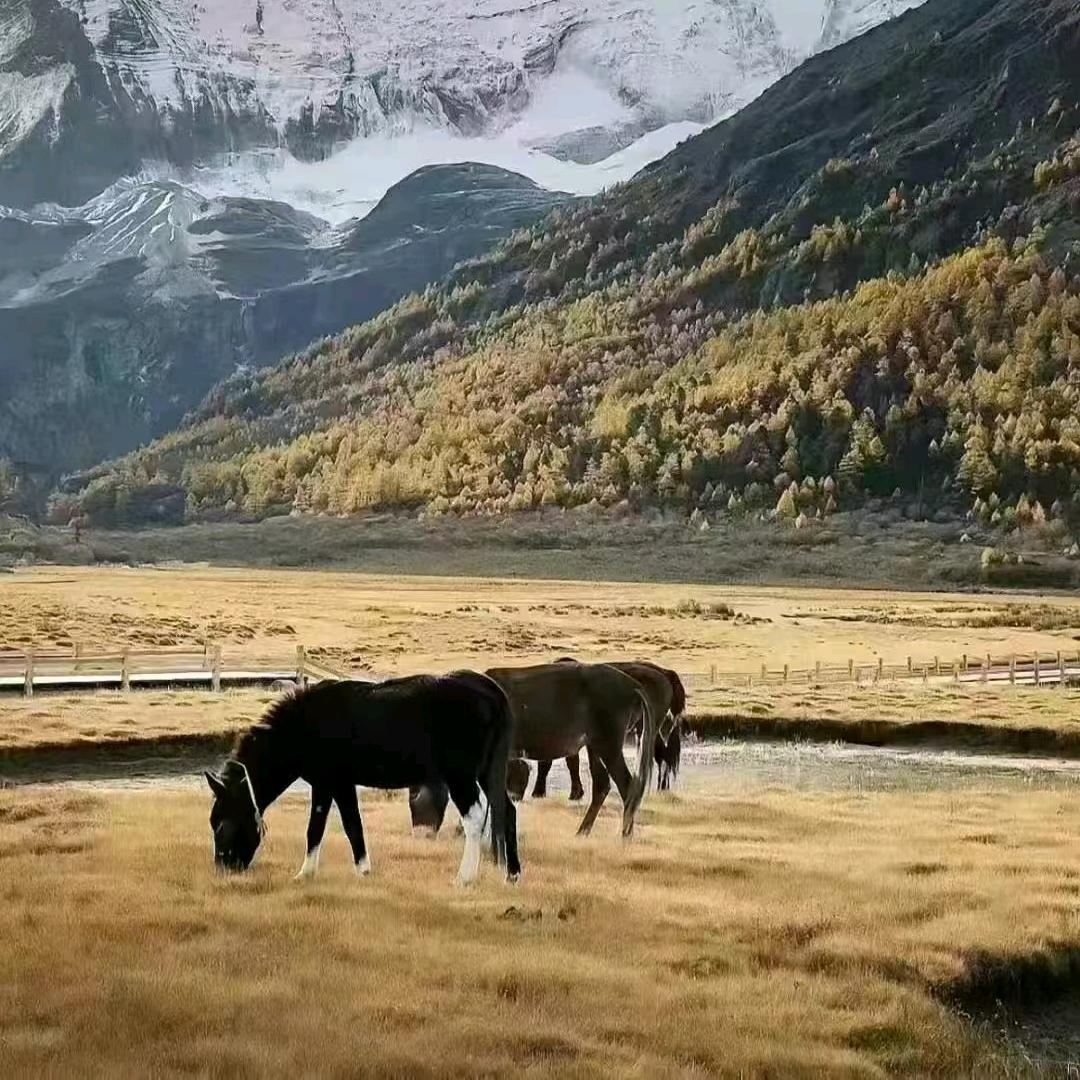爱旅游的小郑🚕