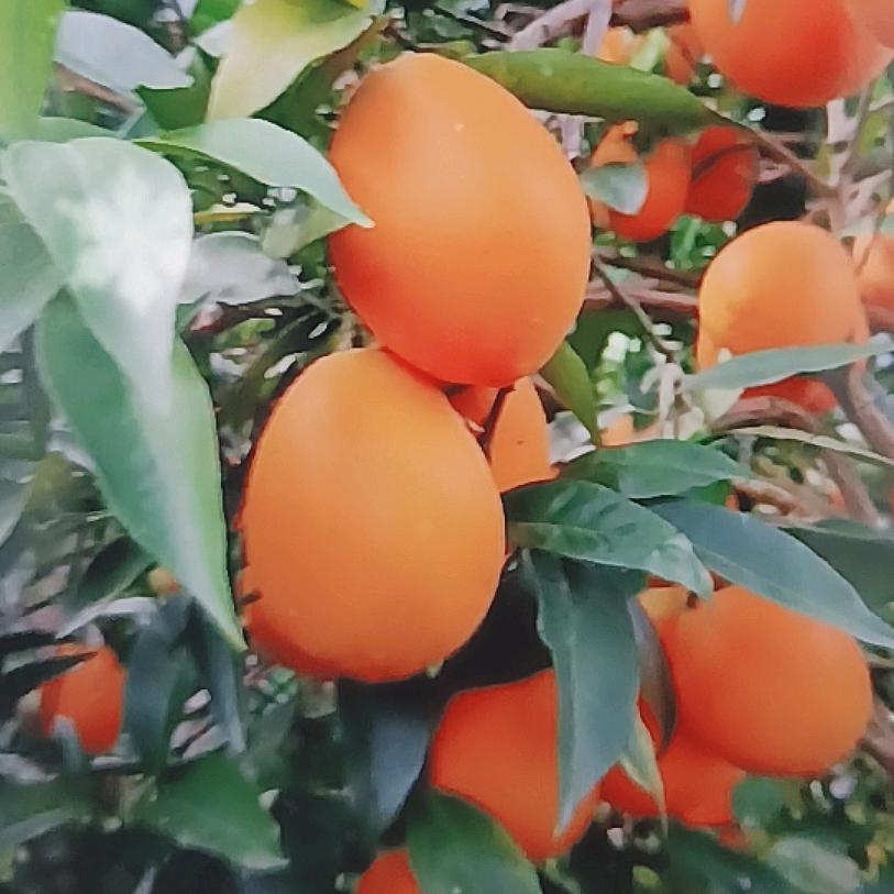 宏江歌