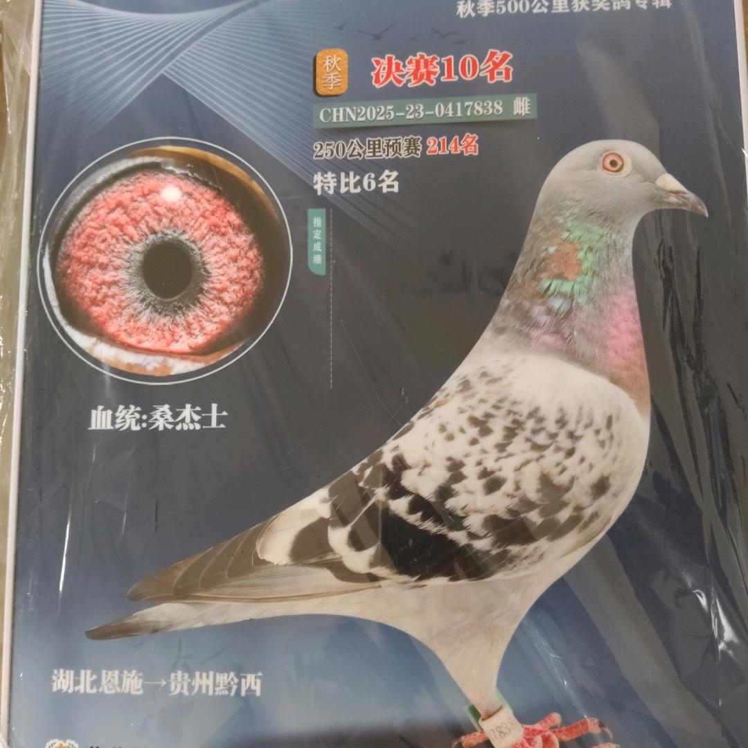 《W》代货赛鸽舍不定时间开播