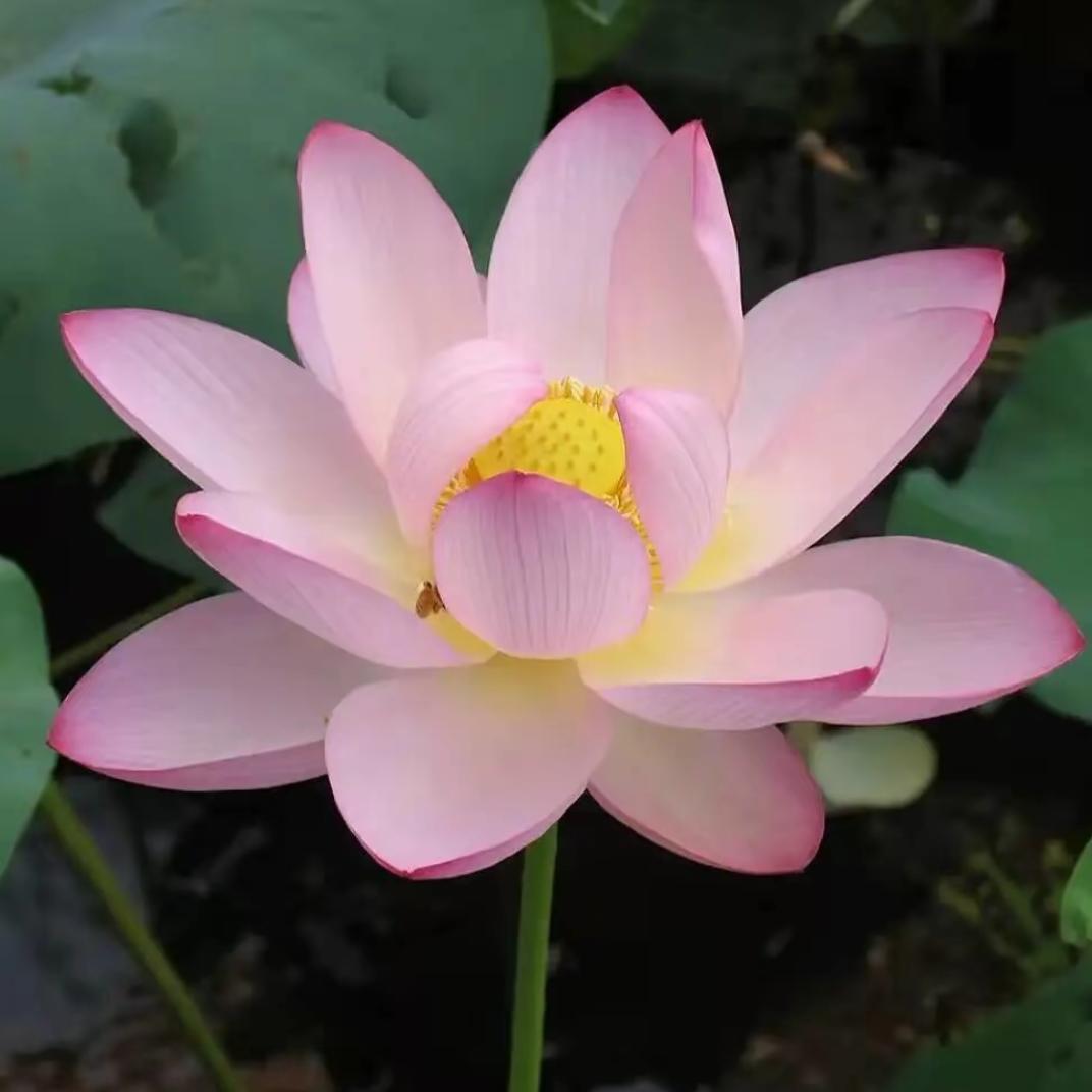 与花