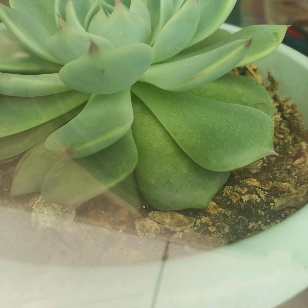 称王