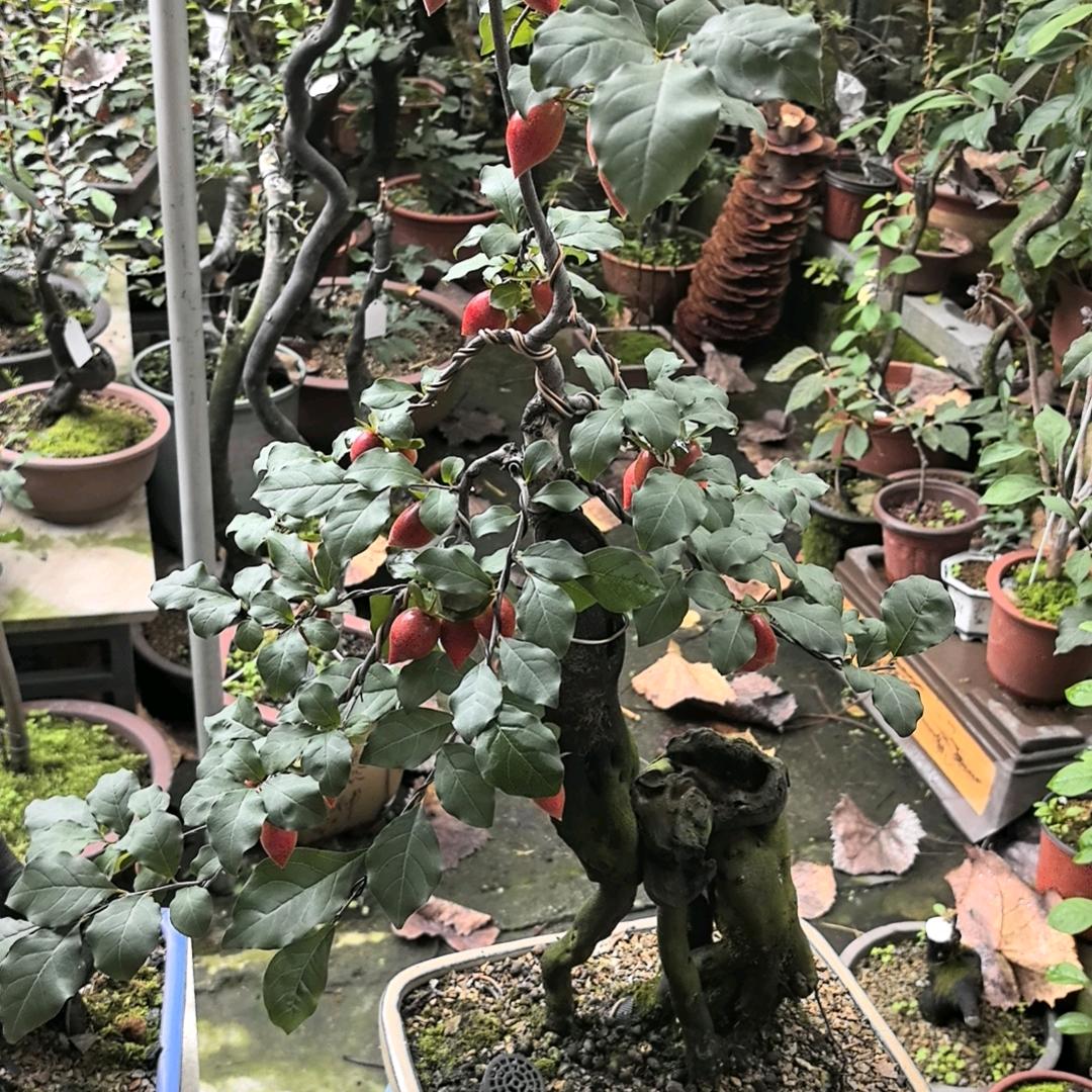 小宁宁