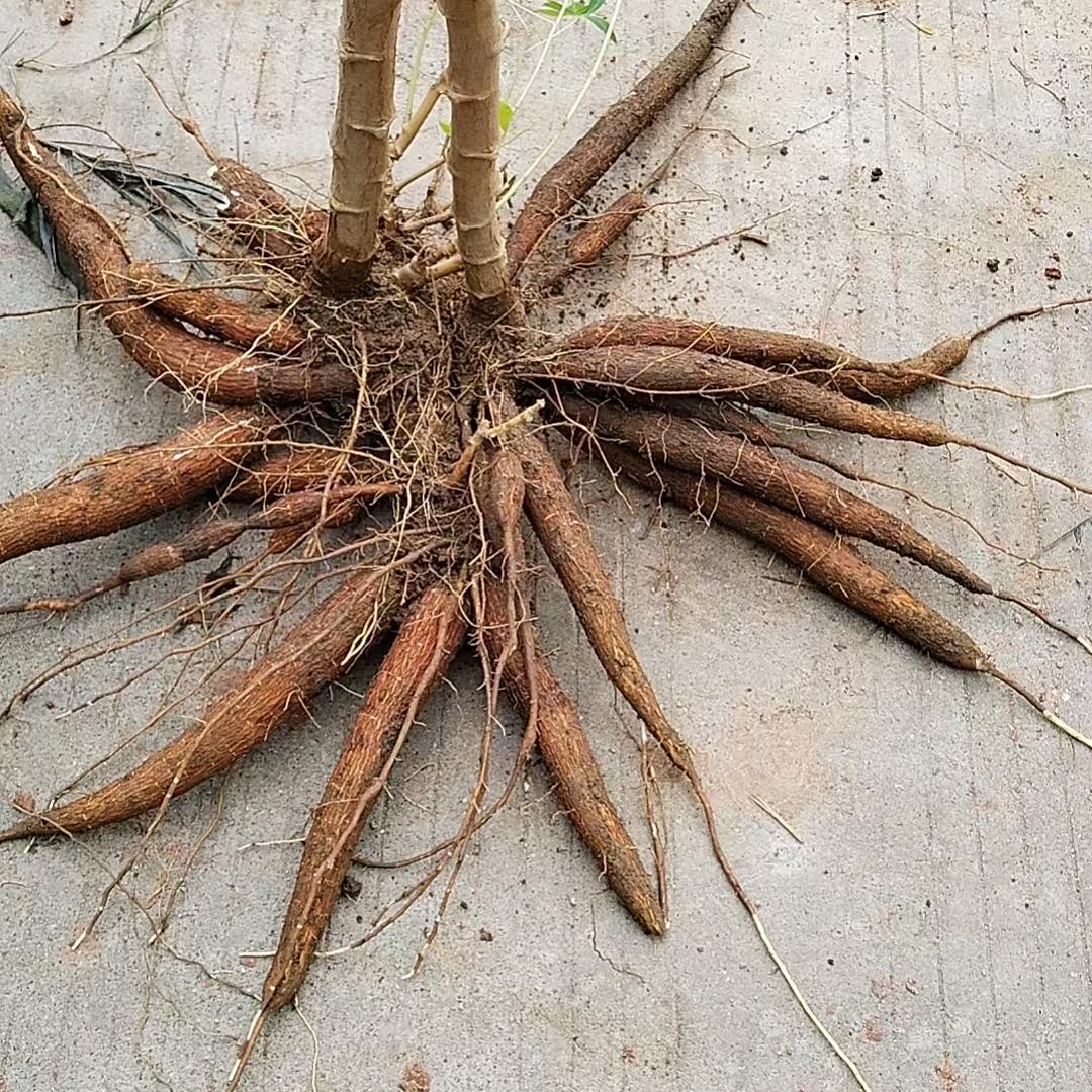 木薯姐（黄肉木薯收购批发零售全国发货）