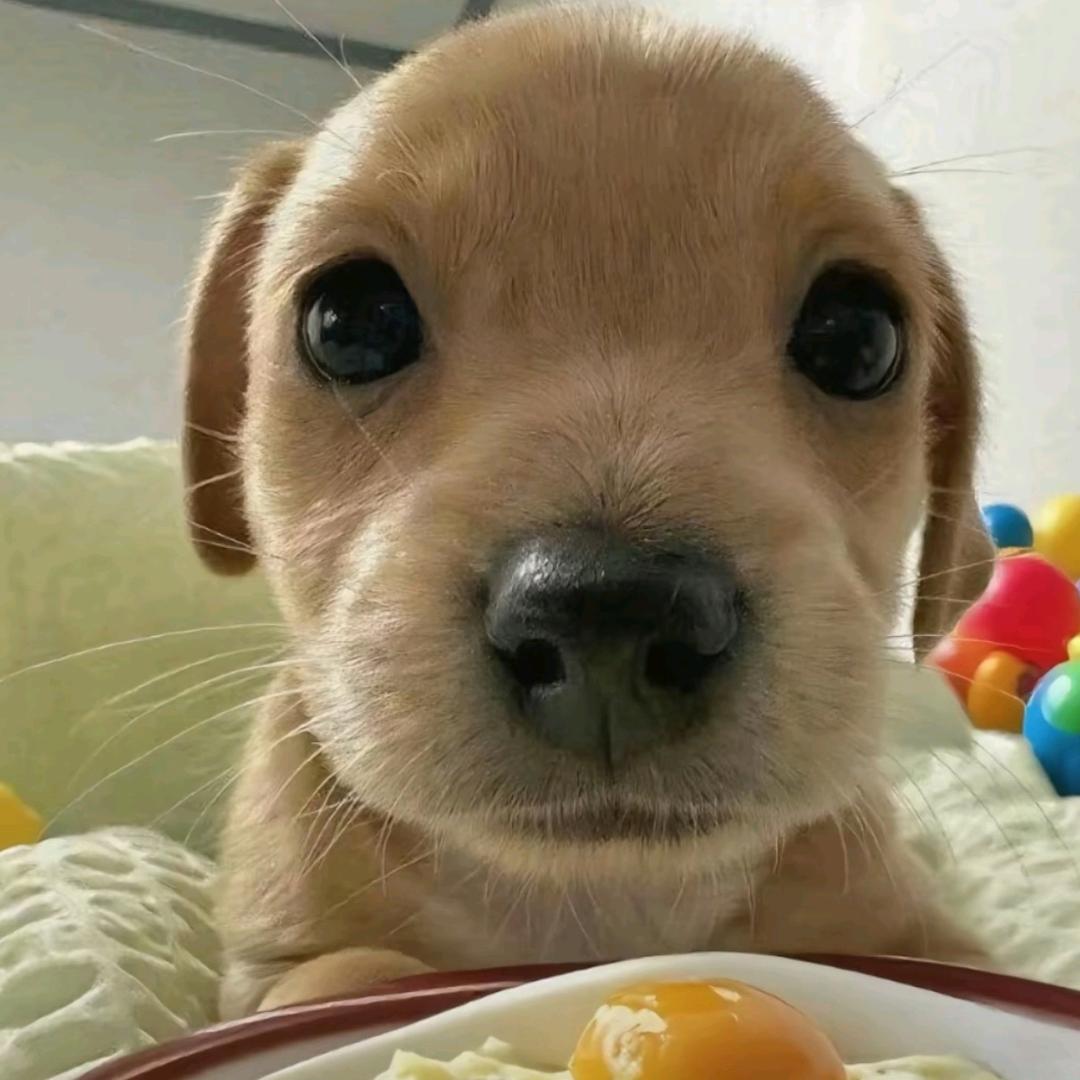 绿豆沙的花语