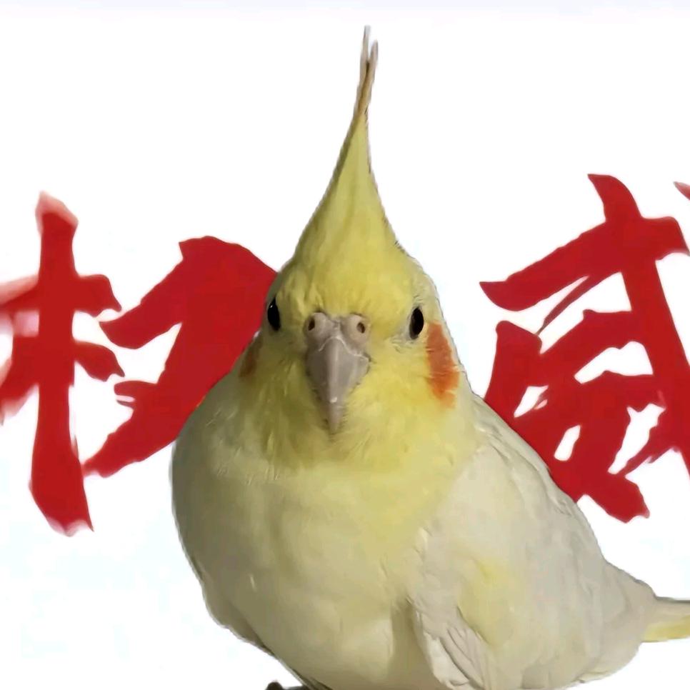鸟鸟