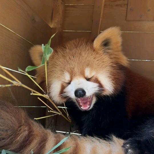 圆天