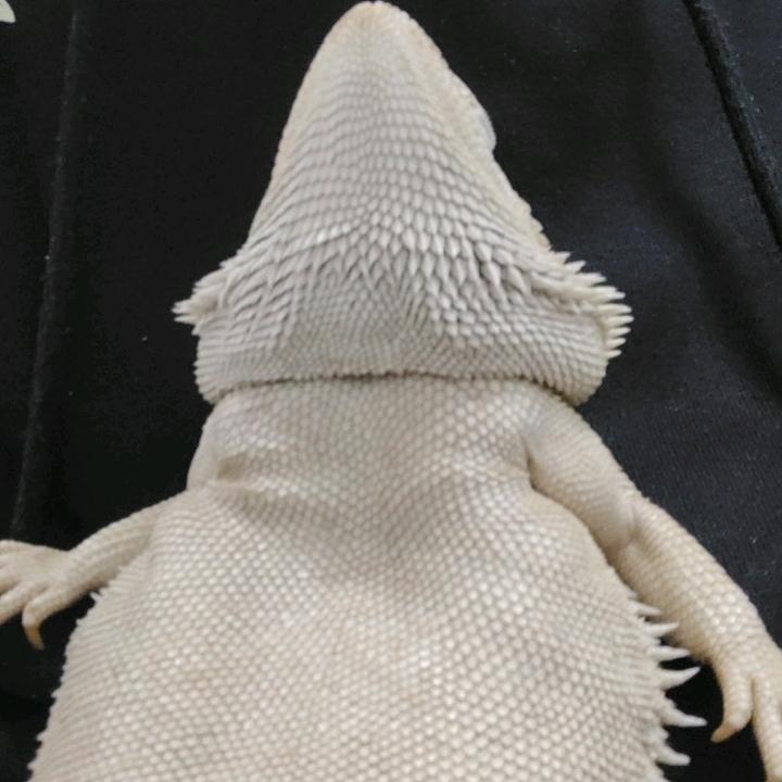 重生之为虫办事