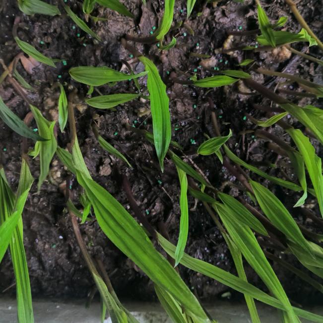 中药材种植刘哥