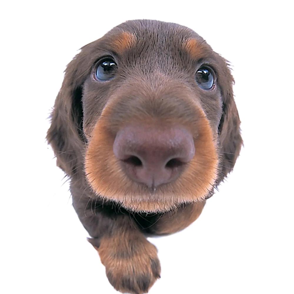 李ฅʕ•̫͡•ʔฅ解万岁