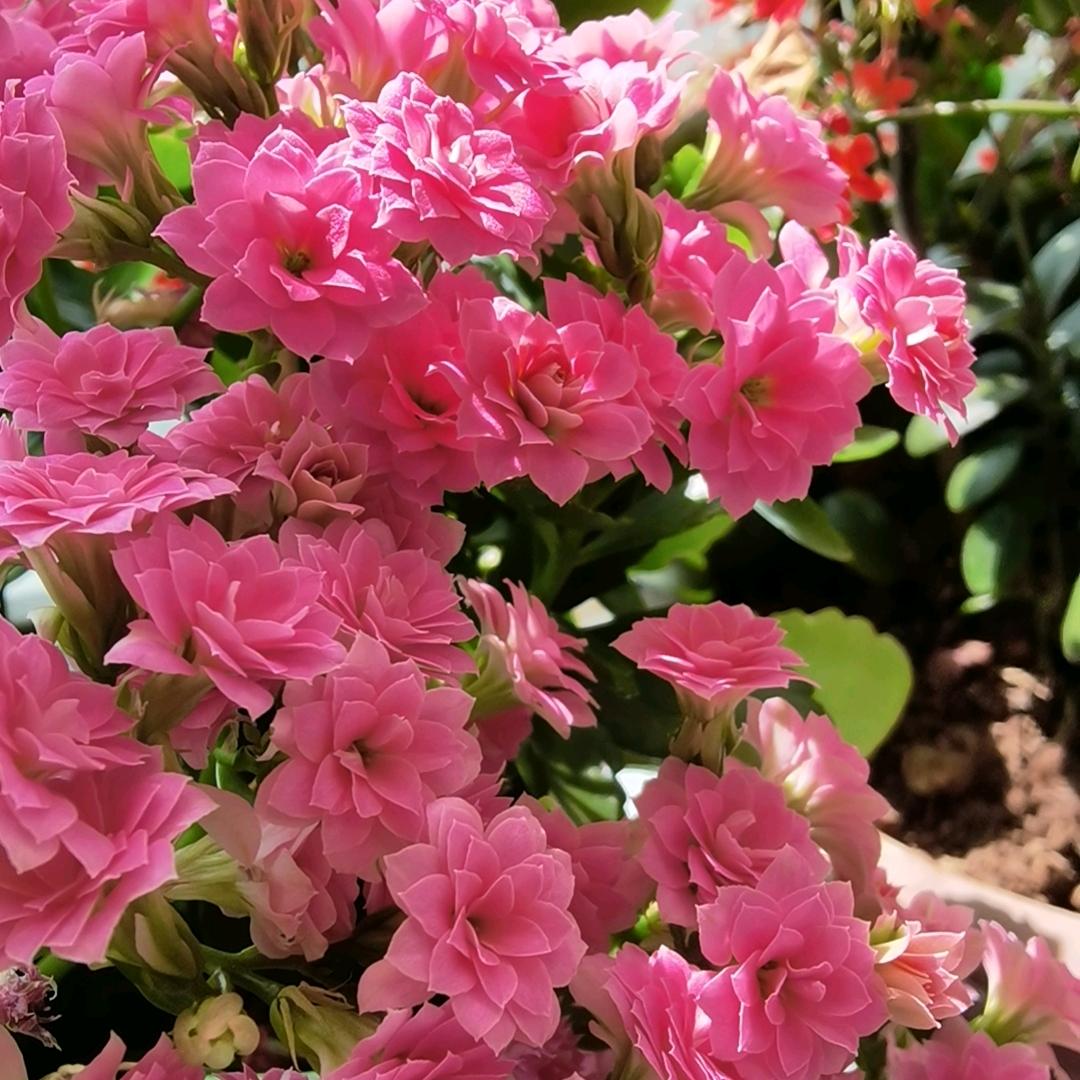 一亩🌺花田