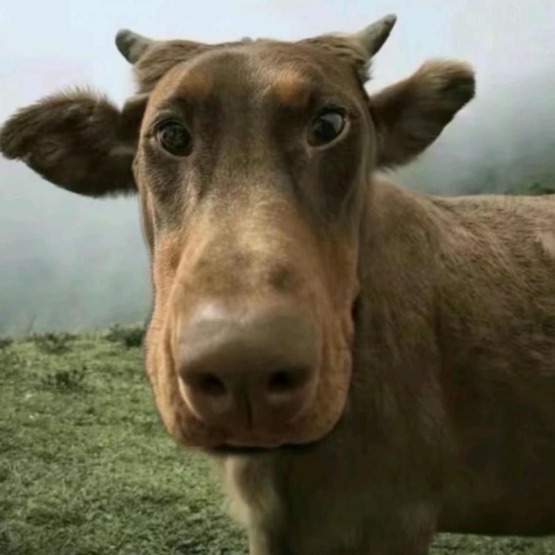 曹丕媳妇进菜地