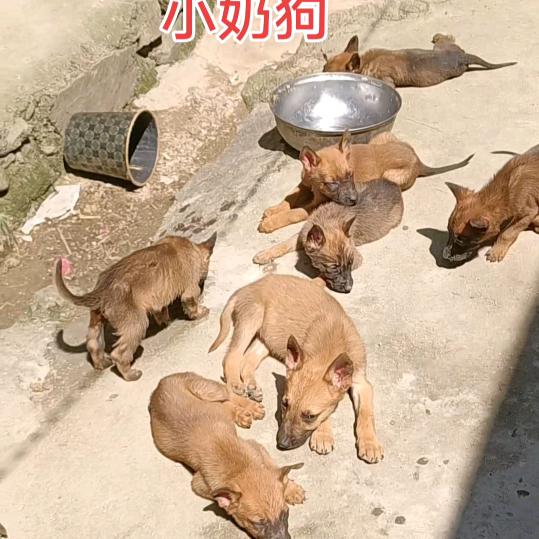 手叉腰训犬 老陆 家庭农场