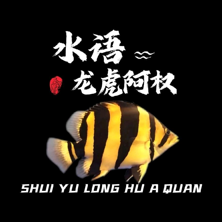 水语-龙虎阿权