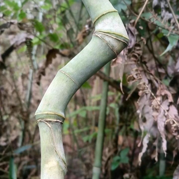 竹不正经