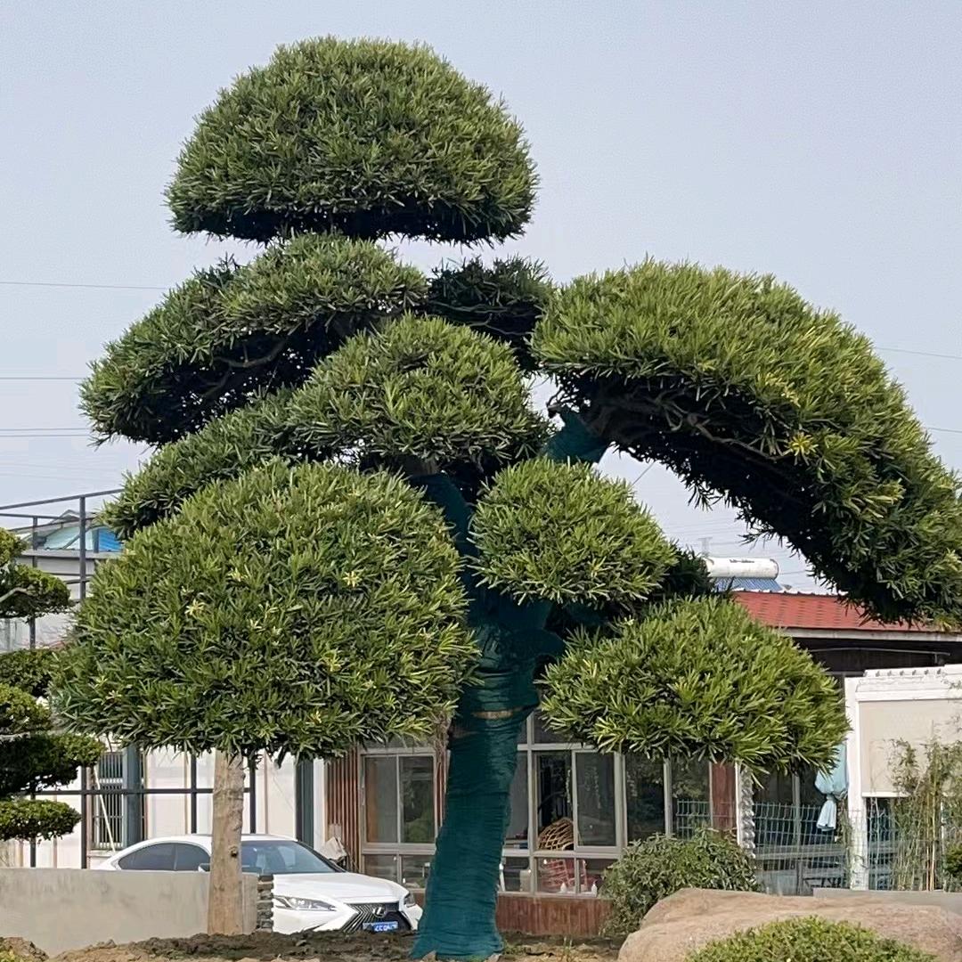 大禹园艺庭院设计