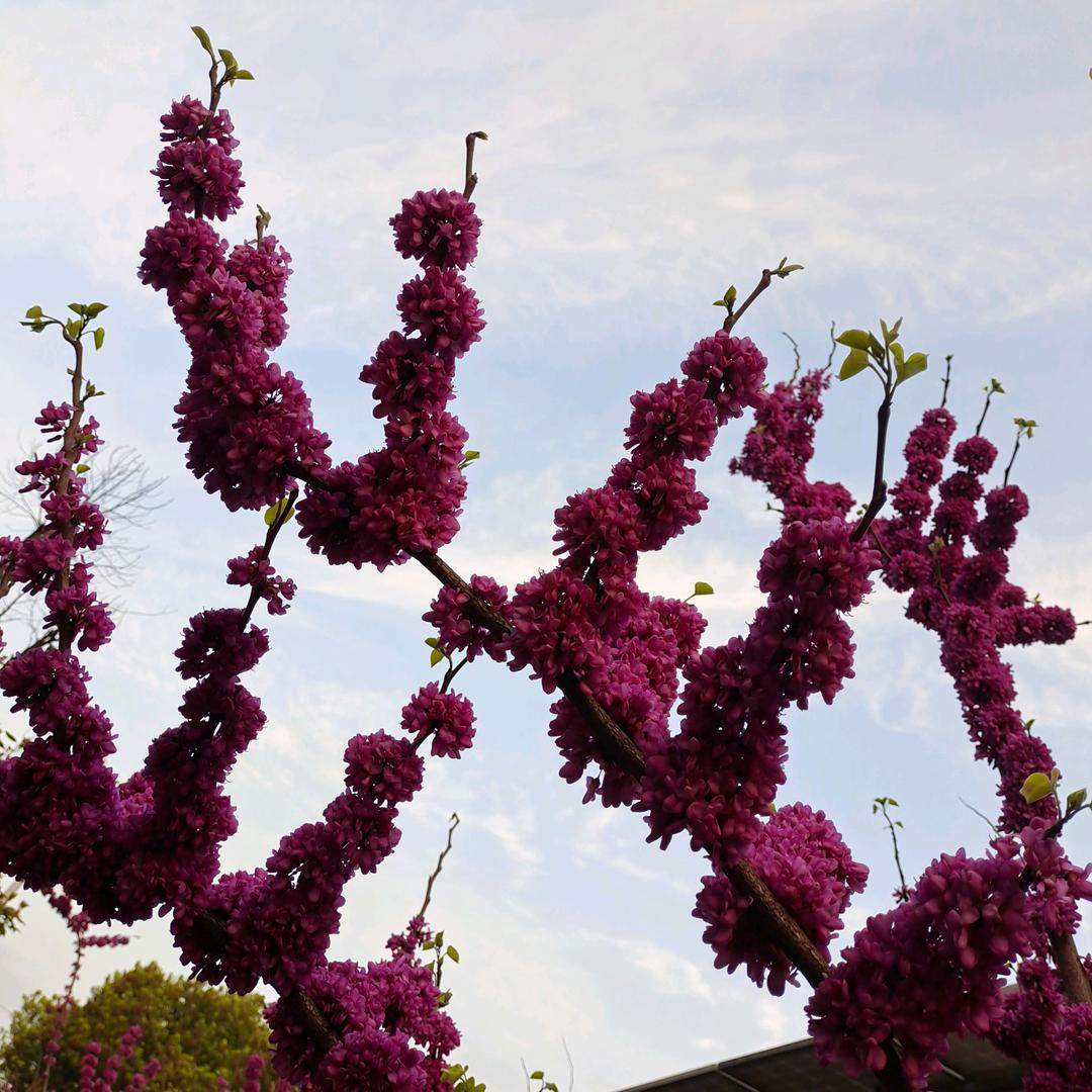 🌺，惜🌷缘，🌻