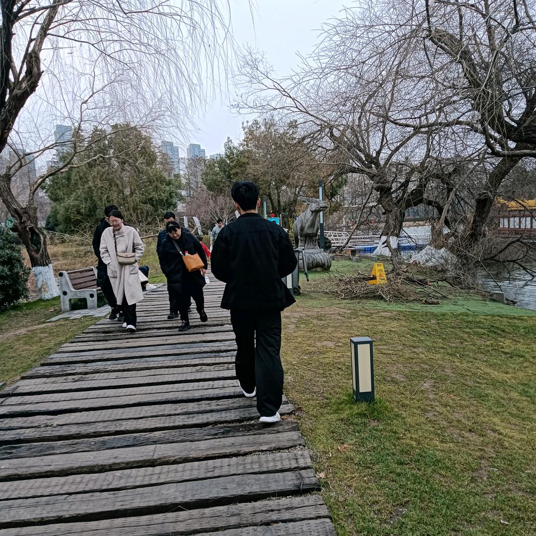 美丽的杨柳