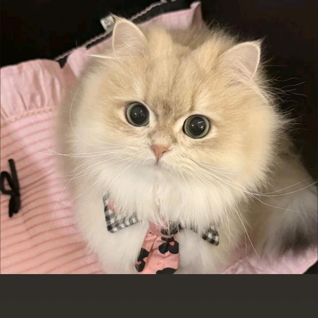 沫沫专卖猕猴桃
