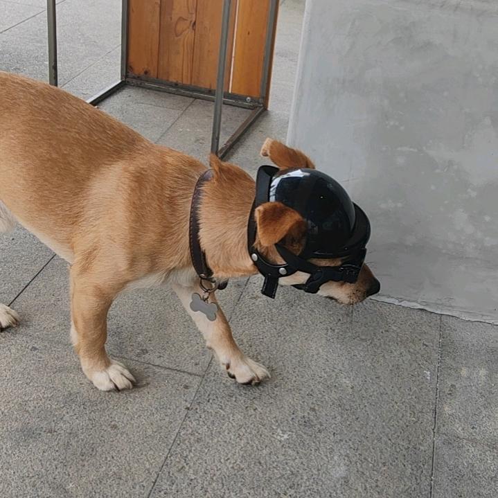 吃菜的包子