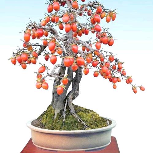 刘艺产品臻选阁