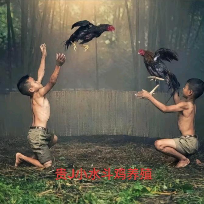 贵J小水斗鸡养殖