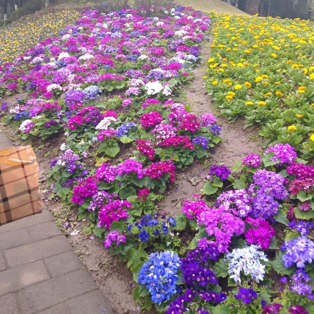 有苦有甜