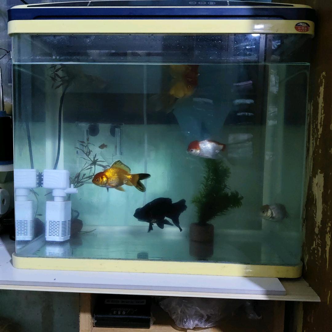 流浪猫