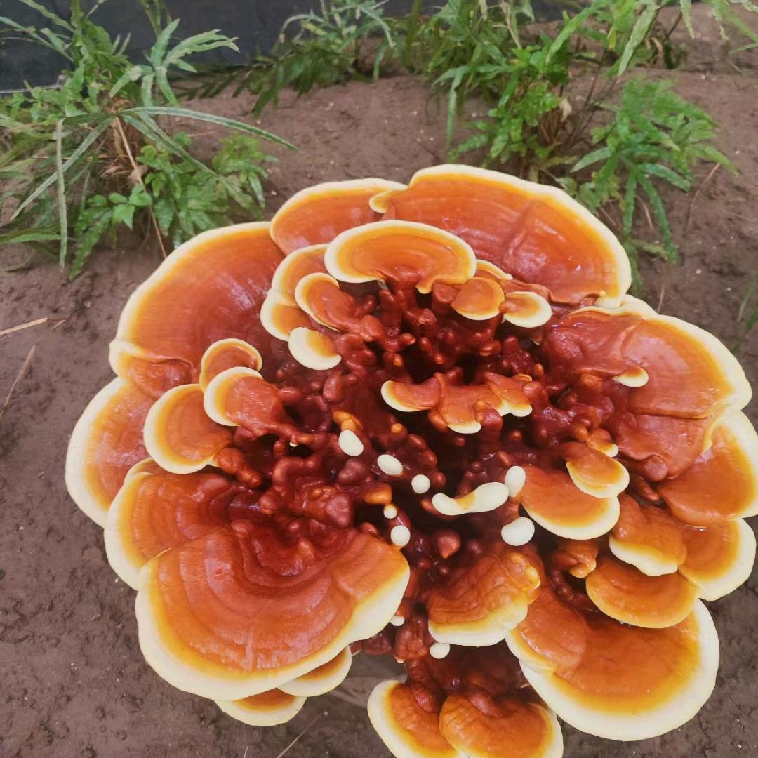 雪花姐