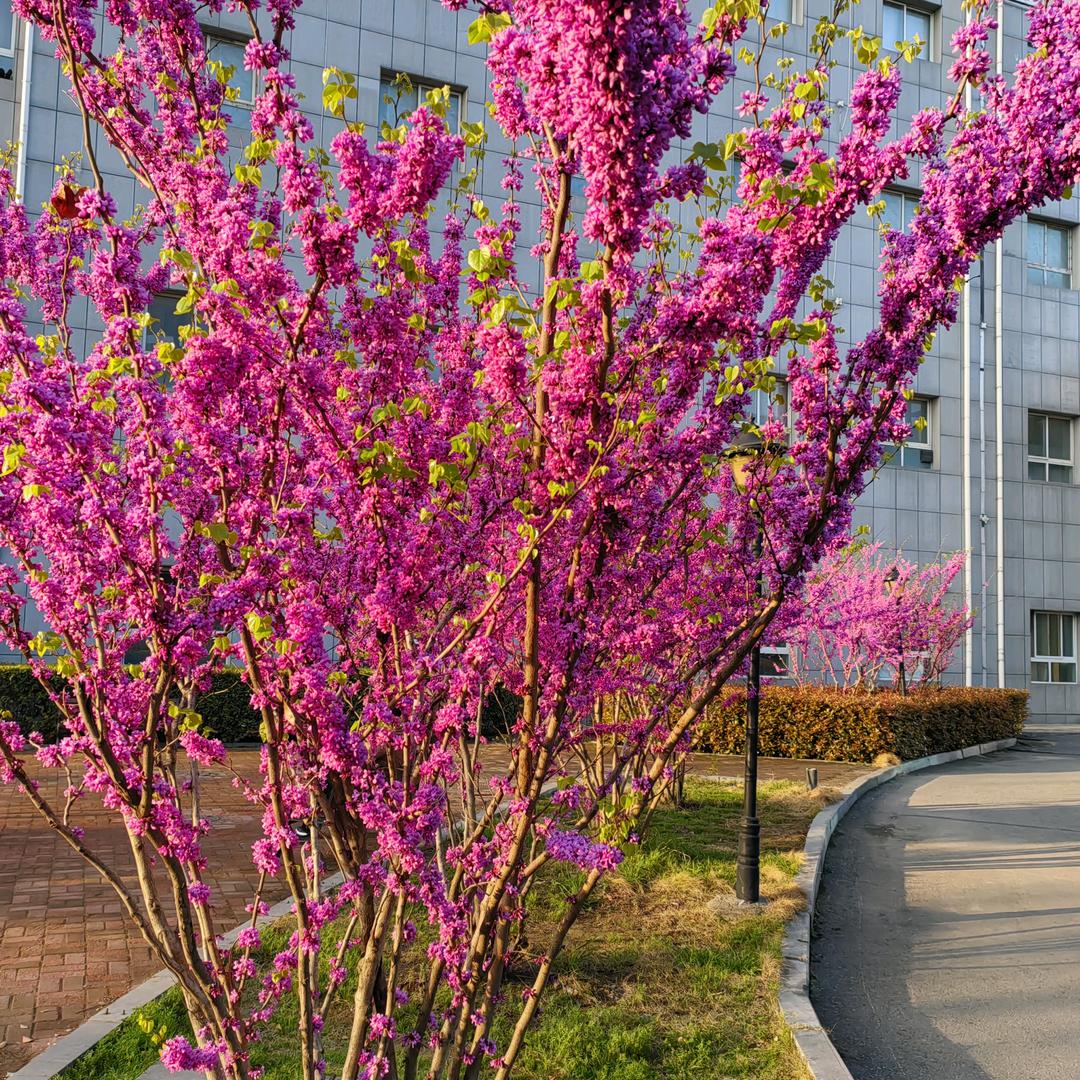 荣花