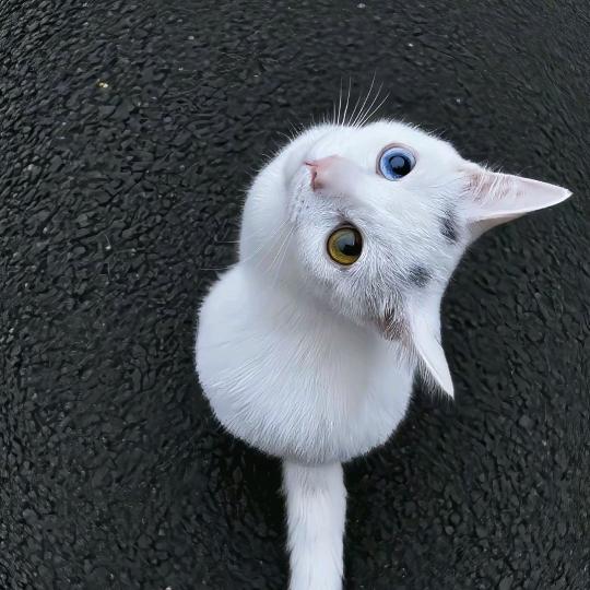 ⋆⭒💭˚.⋆🪐 ⋆⭒🐾˚.⋆