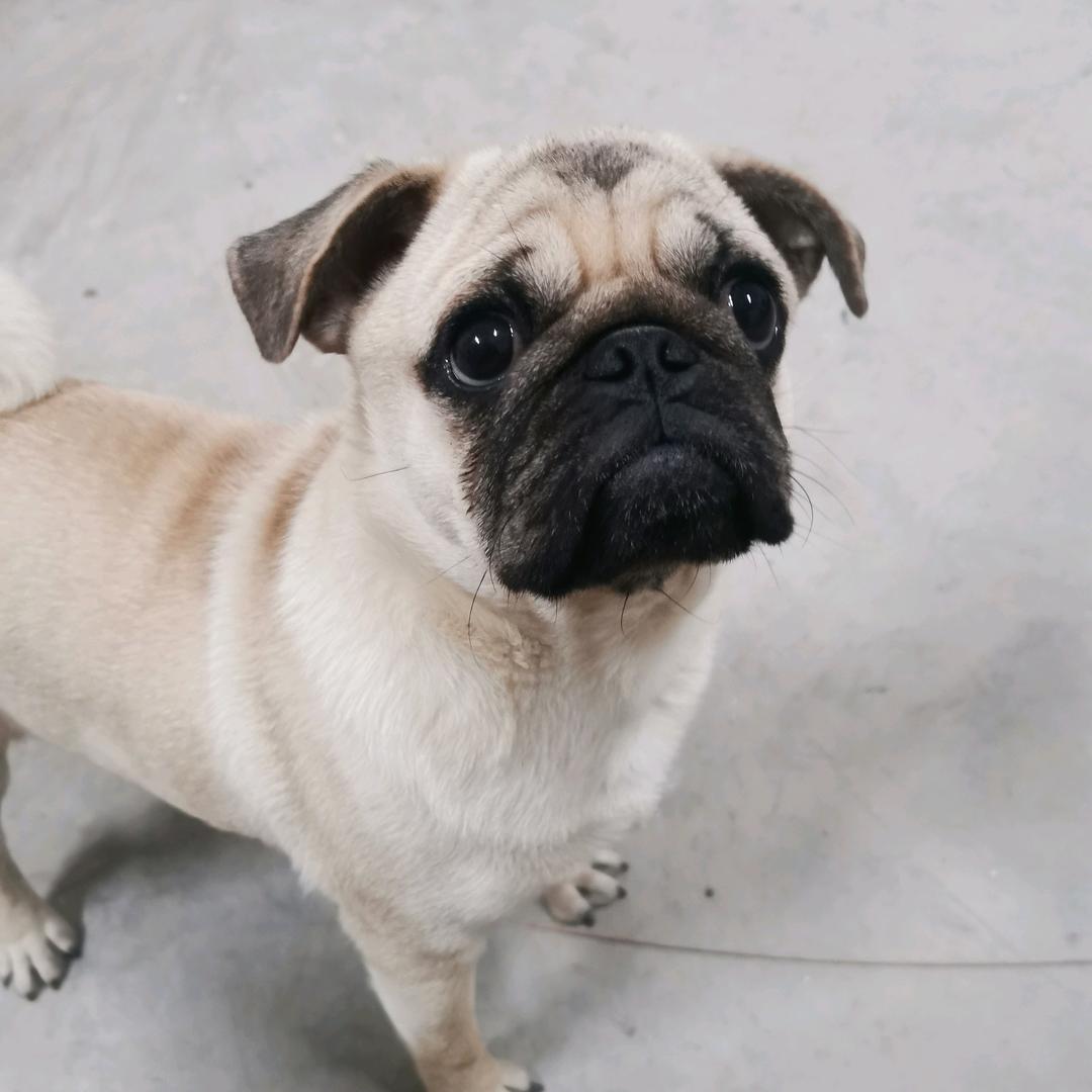 (๑• . •๑)智商三岁