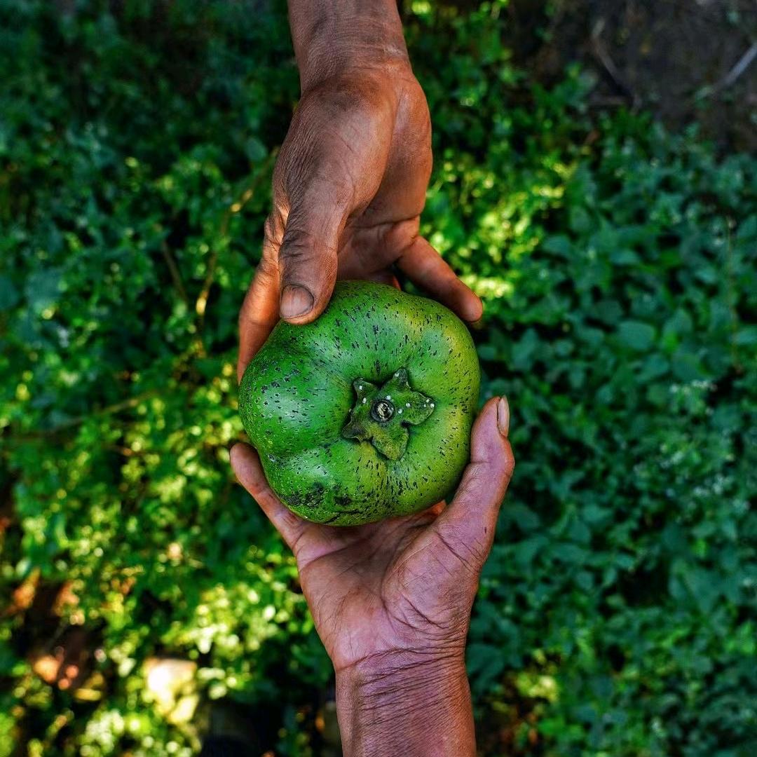 孟连奇异果果农场