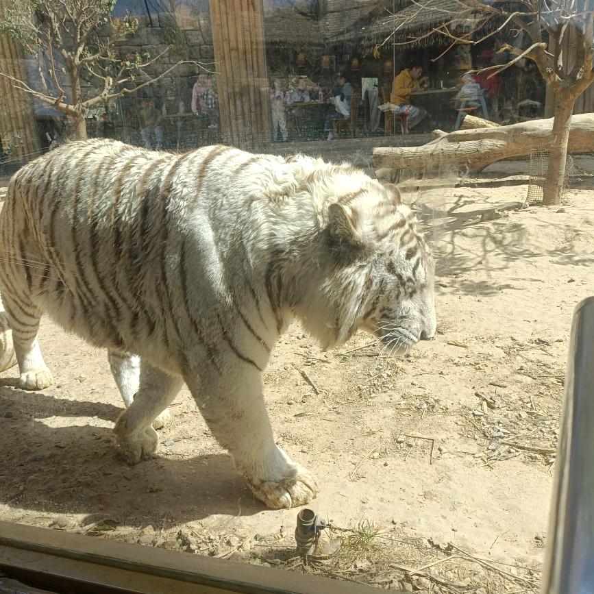 全小李（小延安）