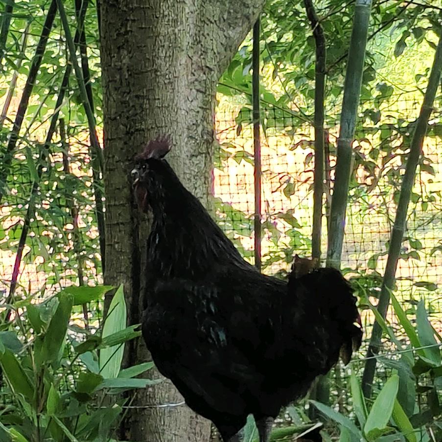 犍为县玲雅农场