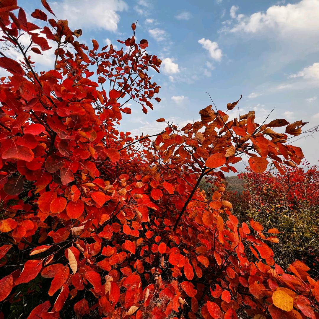 ⭐️浴火重生⭐️柿饼姐姐