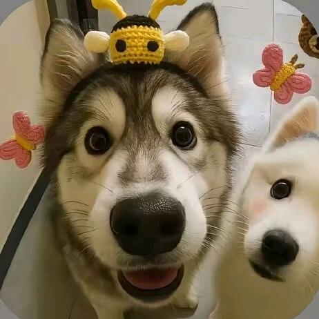 ✪ω✪