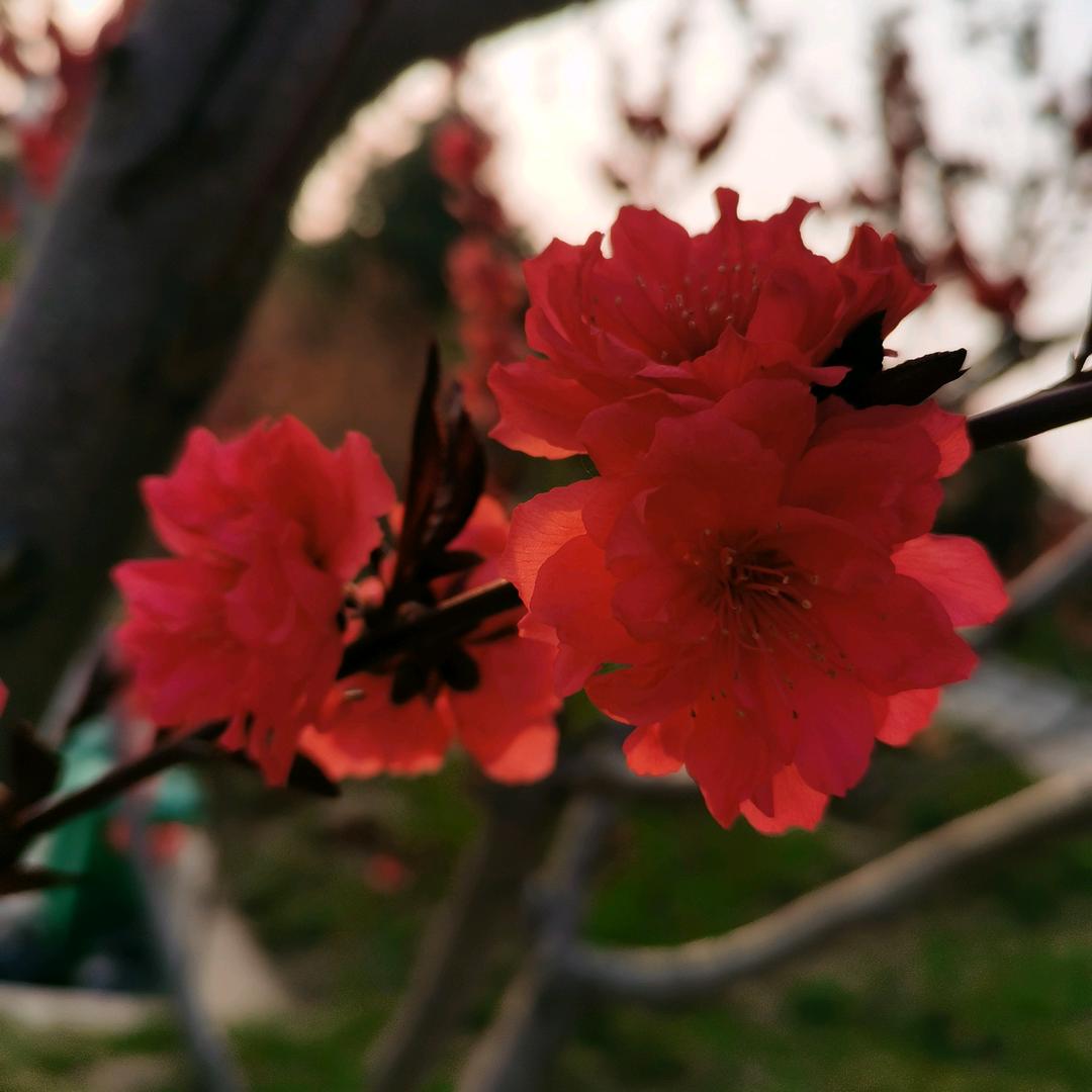 小芳