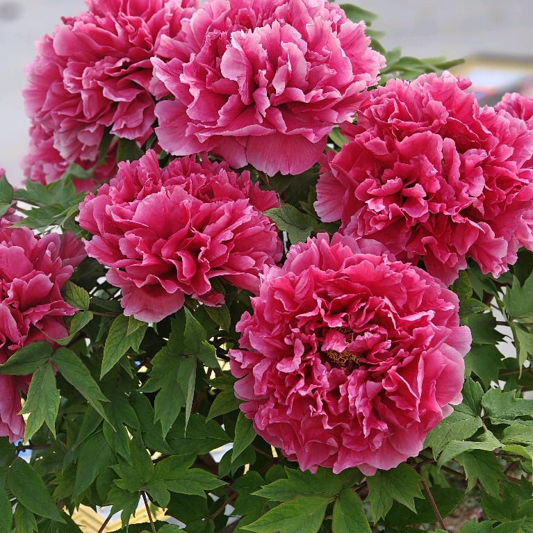 唐糖艺通石材（刻碑修坟雕刻）