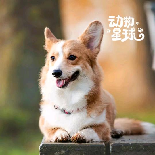 甜甜玉兔
