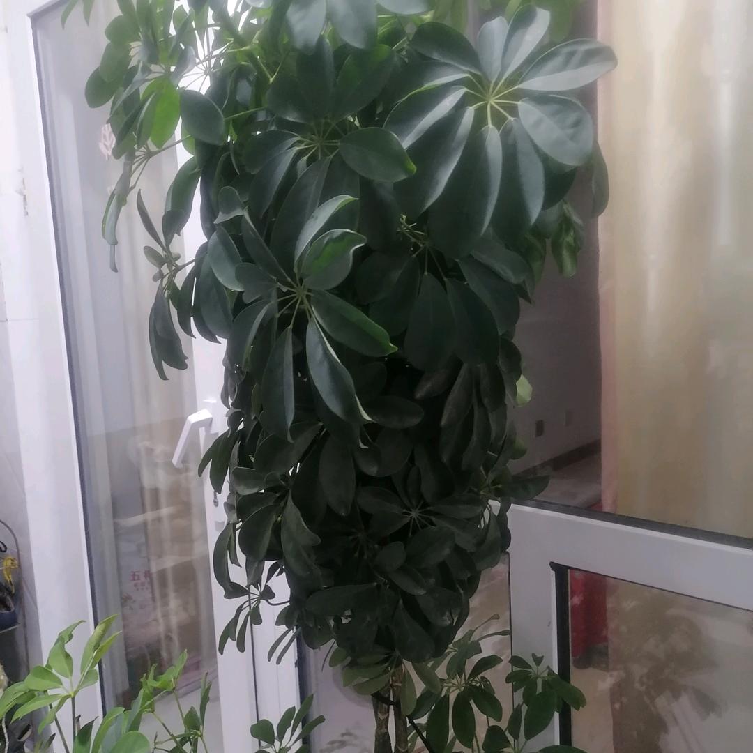 树东