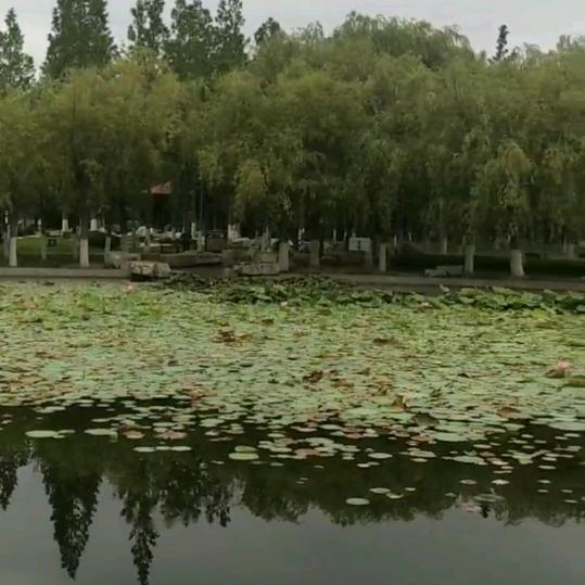 Z启发头像