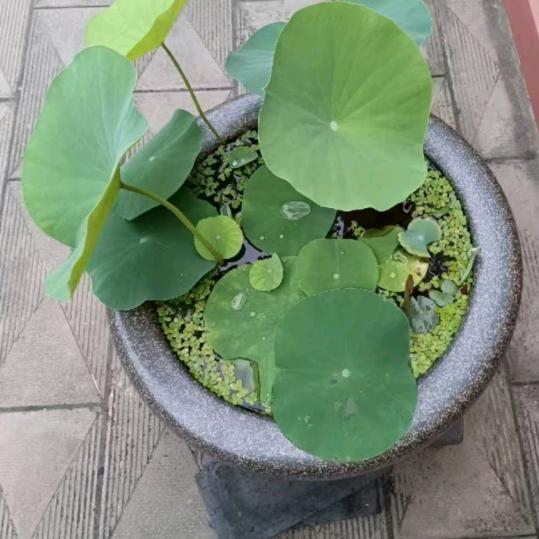 风花正茂