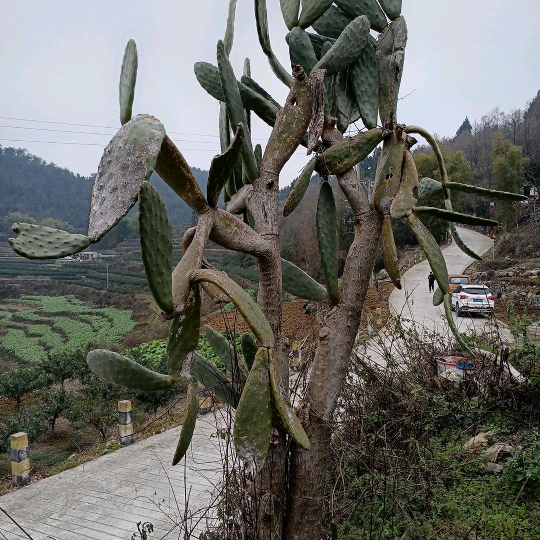 梦中的你