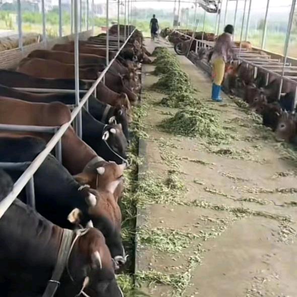 牛气冲天★★★♥♥♥