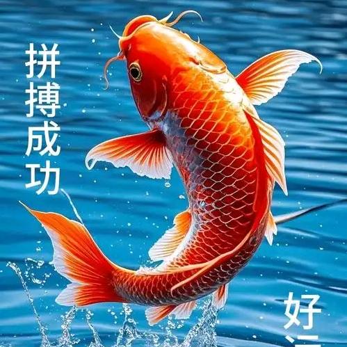 画个大饼给你吃