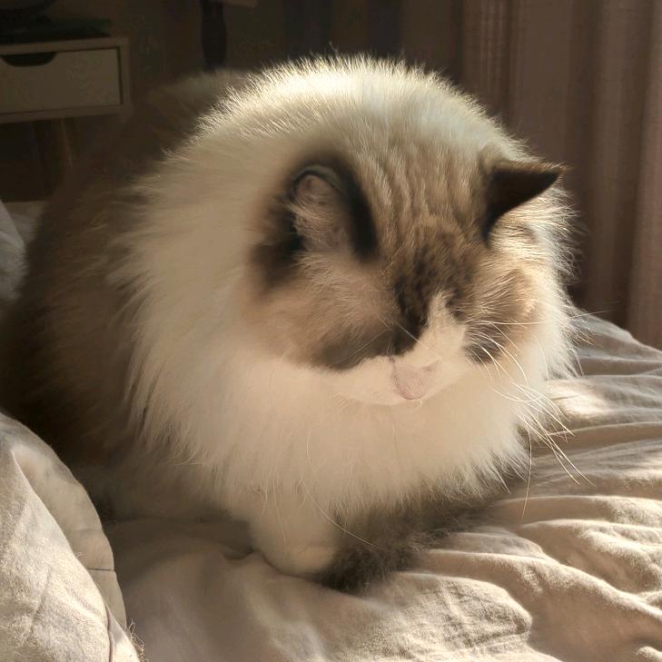 大咪的大老虎～