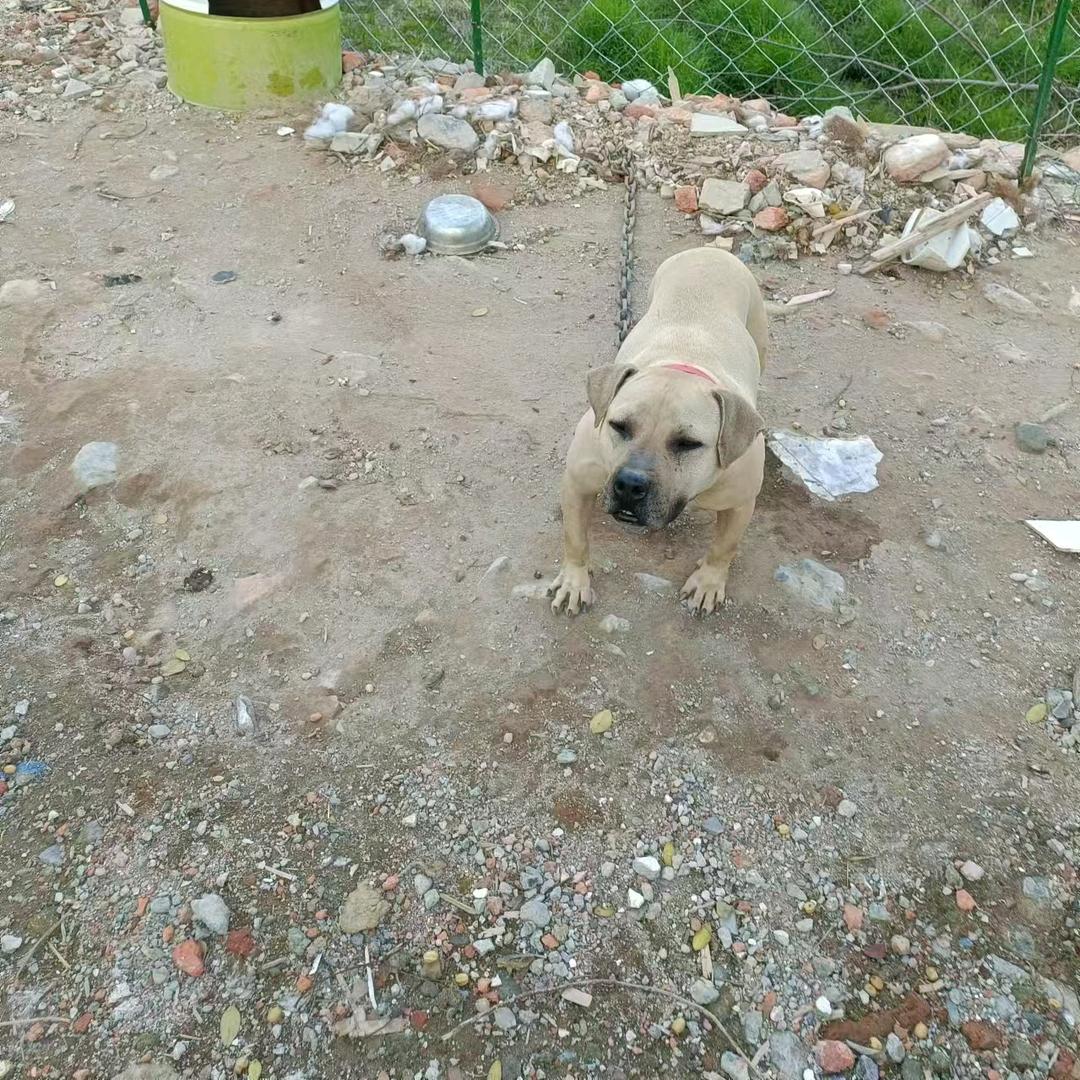 回收各种品牌显卡矿机和电源小伟