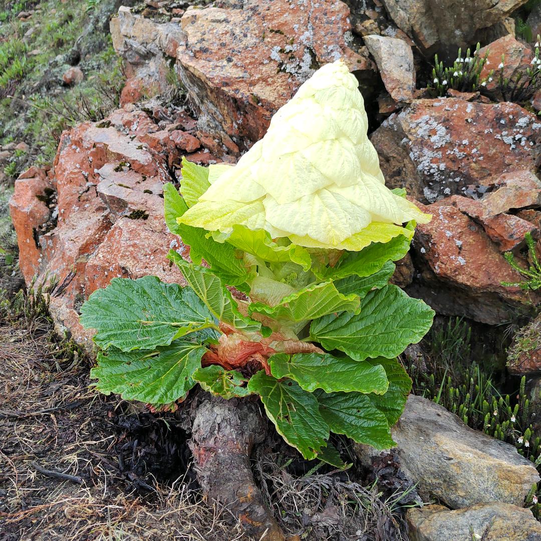 龙行天下风云变